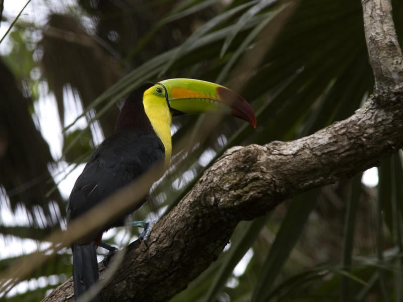 Toucan with its distinctive brightly coloured bill